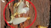 A North Texas Termite Specialist