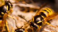 Wasp Extermination