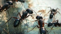 Ant Extermination