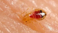 Bed Bug Extermination