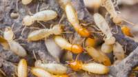 Termite Treatments