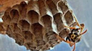 Bee & Wasp Removal Services