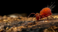 Emergency Termite Services