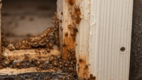 Real Estate Inspections