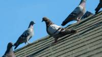 Bird Control Services
