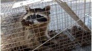 Wild Animal Removal Services