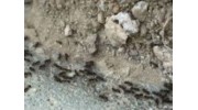 Ants