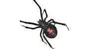 Performance Pest Management