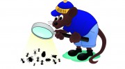 Willards Pest Control