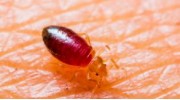 Bed Bugs