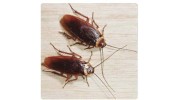 Roaches