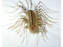 Centipedes