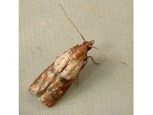 Pantry Pests