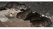 Rodent Control Services