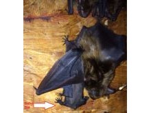 Bat Control - Bat Maternity Ward - Bat Removal Services