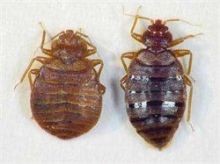 Bed Bugs