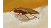 Bed bug removal