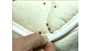 Bed Bugs