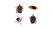 Fleas