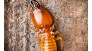 Termite Control