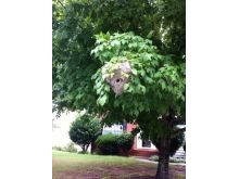 Hornet Nest Removal Duluth, GA