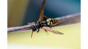 Bees & Wasps