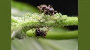All American Termite-pest Control Services