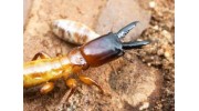 Termite