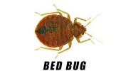 Bed Bug Control