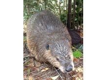 Beaver Control - Beaver Trapping Services