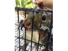 squirrel trapping - squirrel control - Alpharetta GA