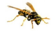 Wasps & Bees