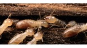 Termite Inspections