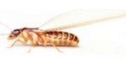 Termites