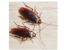 Roaches