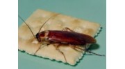 Cockroach