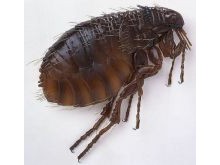 Fleas