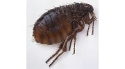 Fleas