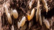 Termite Control