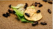 Pest Control