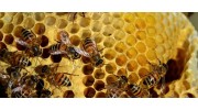 Beehive Removal Services