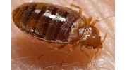 Bed Bug Exterminating Services