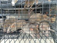 Rat trapping - Rat control cumming georgia