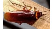 Pest control services