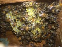 Milton Goergia Beehive relocation