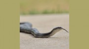 ESCO Pest Control - WDI Inspections