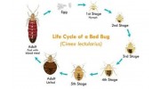 Bed Bugs Extermination