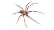 Spiders