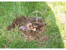 Yard & ground mole removal & control using traps
