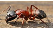 Ant Exterminating Services